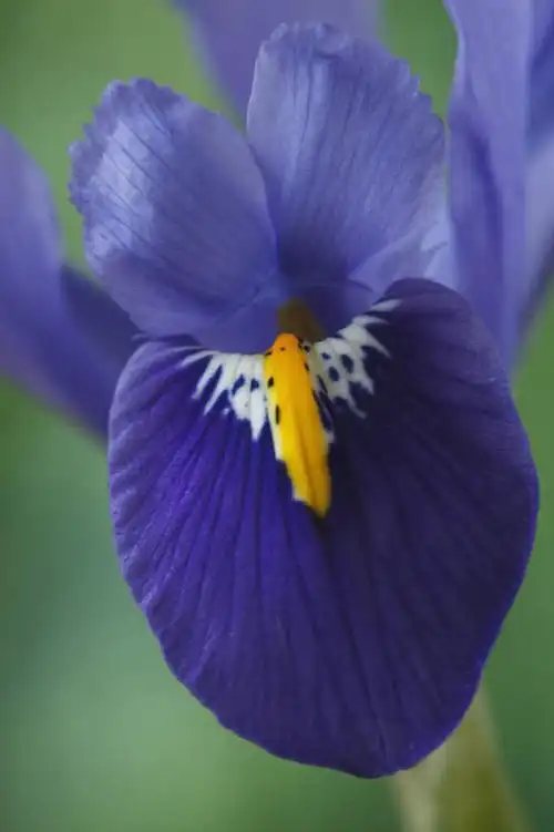 竖图,室外,特写,白天,美景,植物,英国,景观,花,花瓣,一个,蓝色,紫色