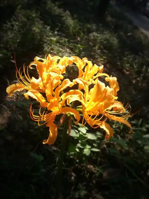 曼珠沙华 - 彼岸之花