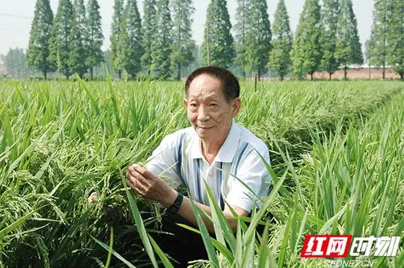 袁隆平院士2006年在试验田.