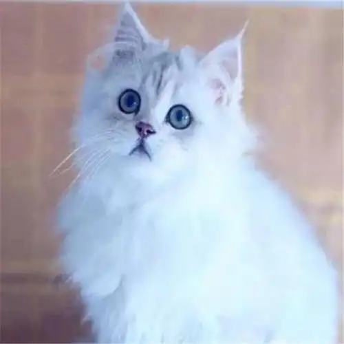 金吉拉幼猫活体高地折耳立耳宠物猫咪