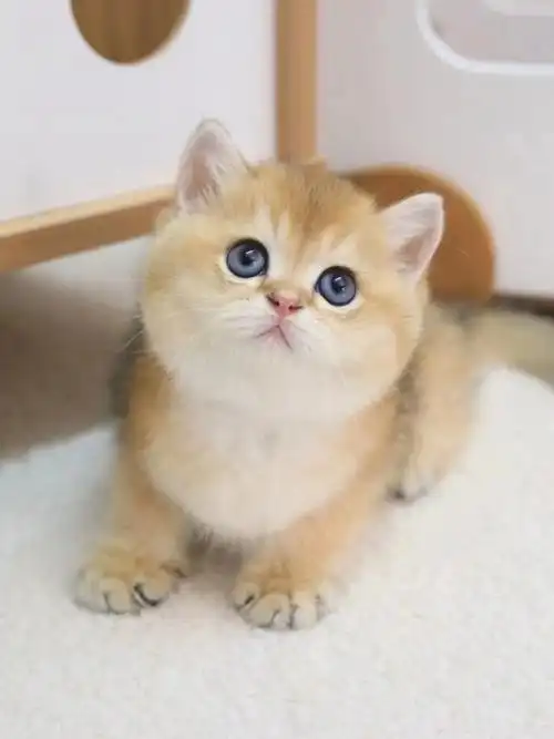 精品金渐层弟弟ny11大包子