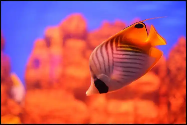 北海海底世界的鱼儿