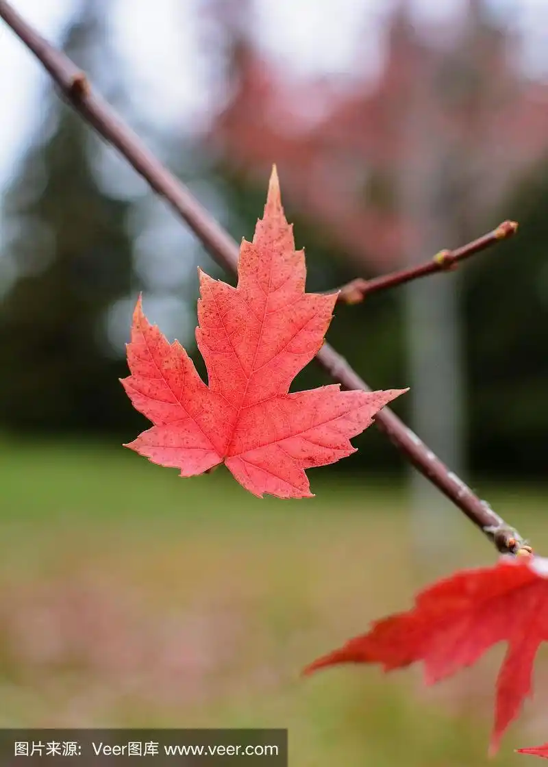 秋天的一片枫叶