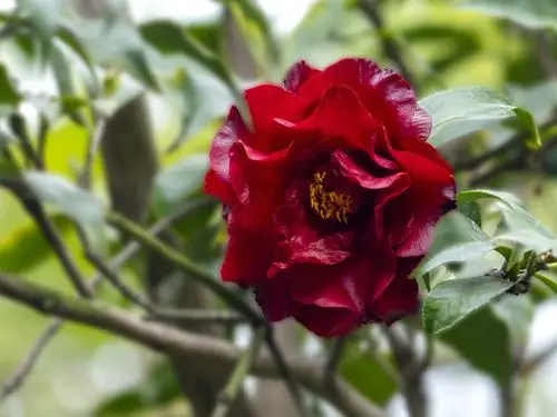 极黑红色的"黑魔法"山茶花