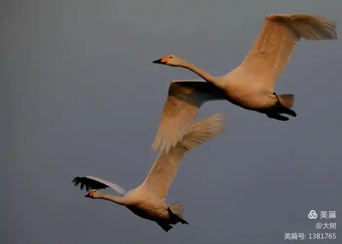 "画意精灵"大天鹅