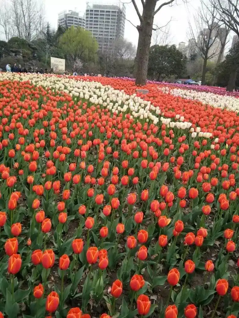 最近看到朋友8715都在发上海大宁灵石公园的郁金香花开了