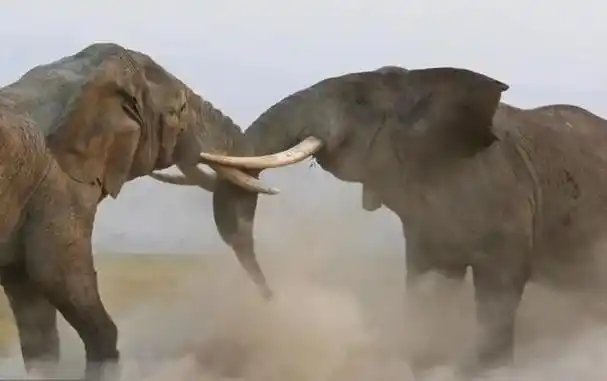 回顾:非洲草原上这6种猛兽,能单杀狮子!其中只有1种吃肉?