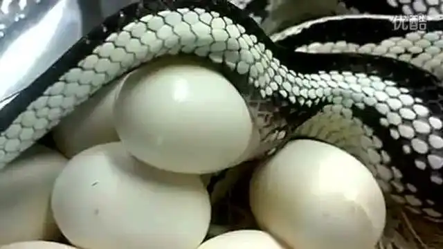 蛇生蛇蛋的过程,原来蛇是这样生蛋的