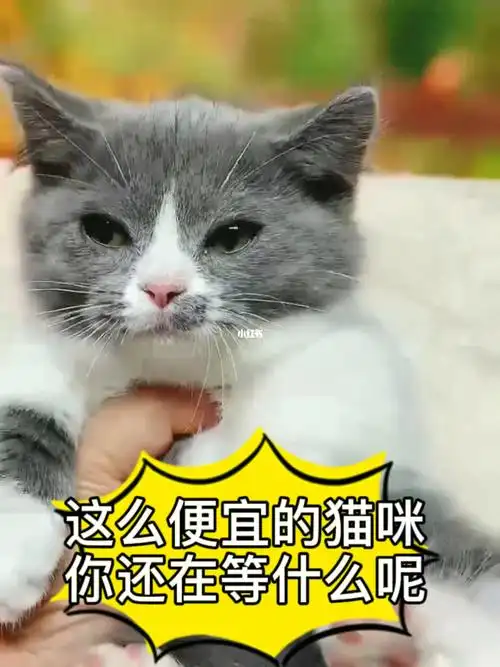这么便宜的猫咪你不想要吗