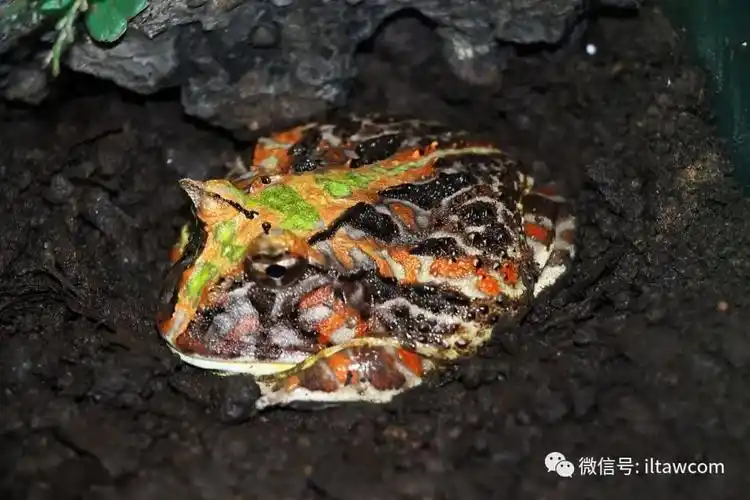 物种图册-巴西角蛙