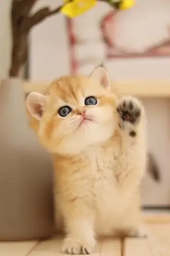 极品金渐层出窝萌化你的心