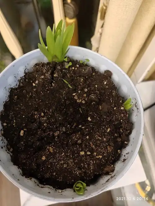 百合发芽了哈哈忍不住晒晒嘻嘻