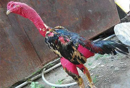 泰国斗鸡体形特征