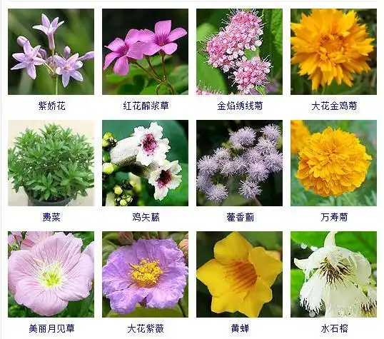 夏天有什么花适合夏天种植的品种大全