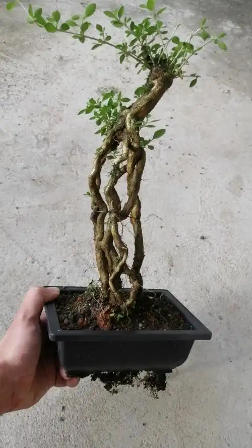 盆景#提根六月雪老桩怎么造型呢?