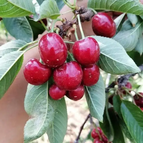 拉宾斯大樱桃苗:花粉量大,花期长