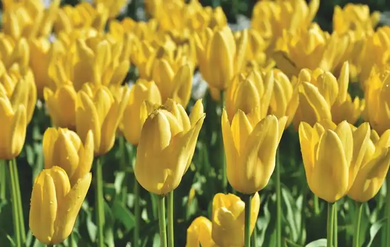 努力盛放的郁金香图片第22张