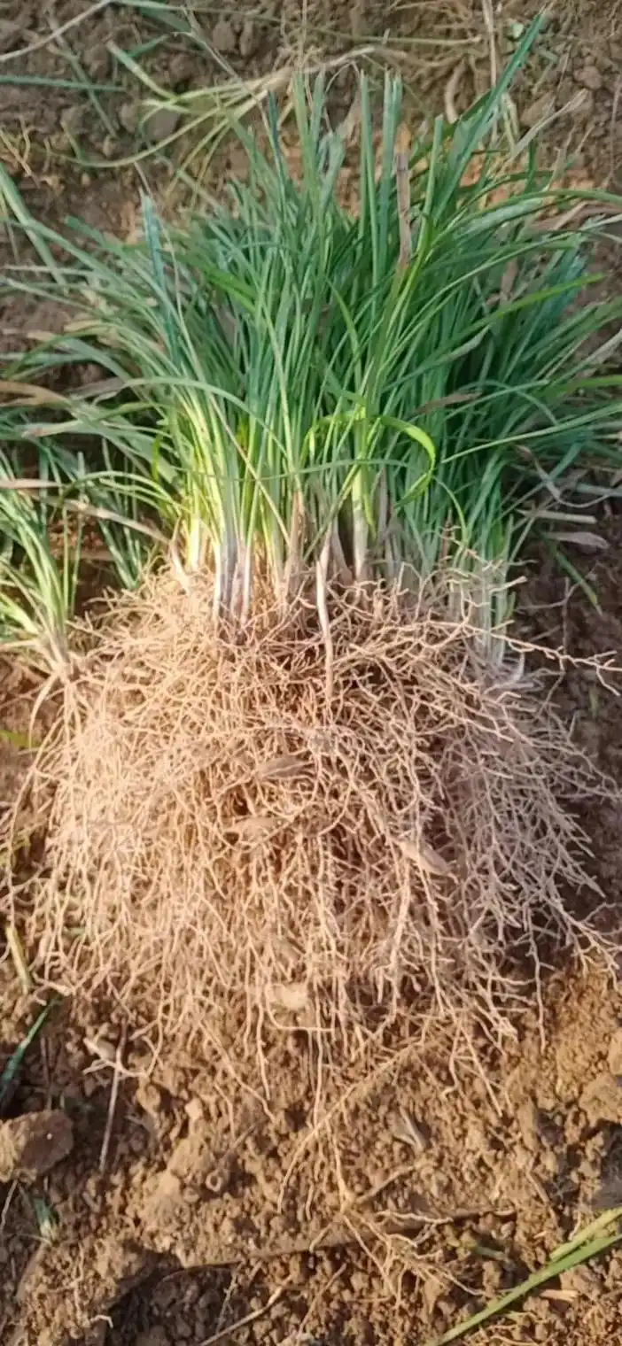 麦冬草.麦冬草,百合科沿阶草属多年生常绿草本植物,根较粗