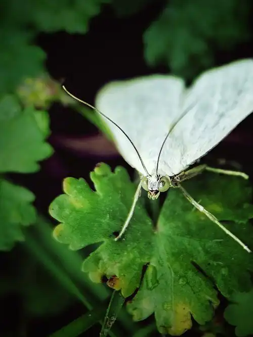 俏皮的白蛾手机微距拍摄 - 阳光下的红小鱼