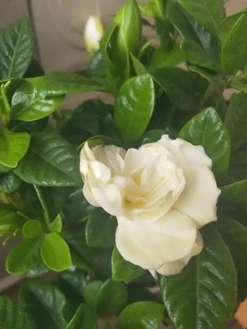 桅子花种养秘笈