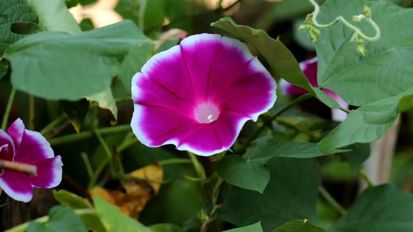 各色各样的牵牛花高清电脑壁纸 第一辑