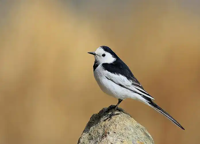 别 称 白颤儿,白面鸟,白颊鹡鸰,眼纹鹡鸰,点水雀,张飞鸟
