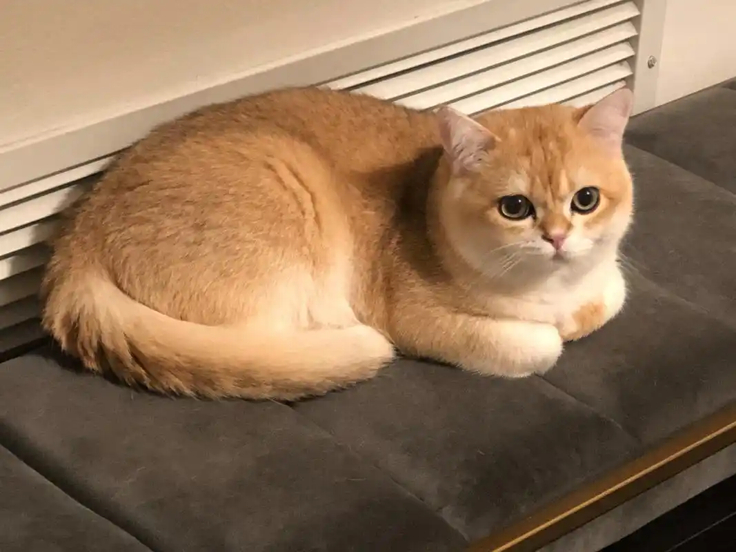 金渐层猫,属于英国短毛猫的一种,以其独特的金色外表和温和的性格而