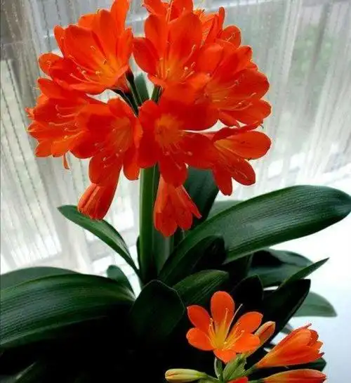 君子兰开花受阻4个方面做的不够好应及时改善