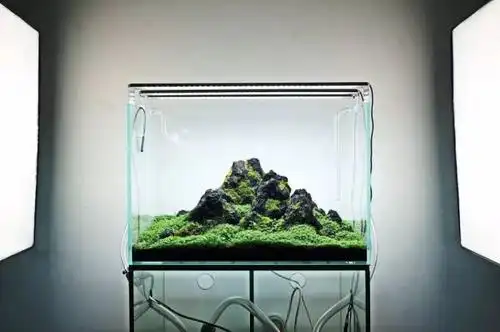 60cm以内小缸山景作品-草缸造景