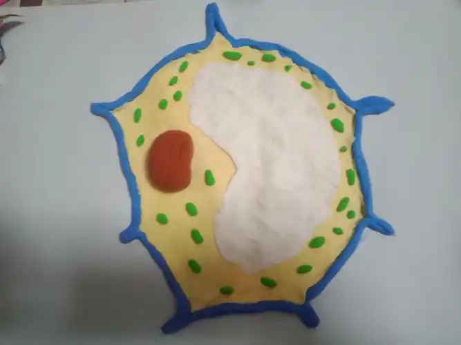 植物细胞模型–东康中学470班邢亦恬生物项目式学习