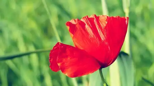 唯美浪漫花卉高清桌面壁纸