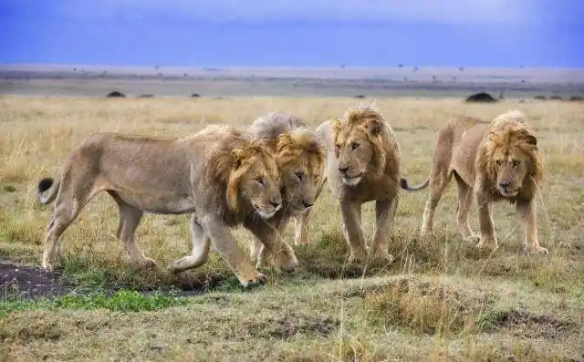 一个狮群大都是母狮为何还有都是雄狮组成的坏男孩组合