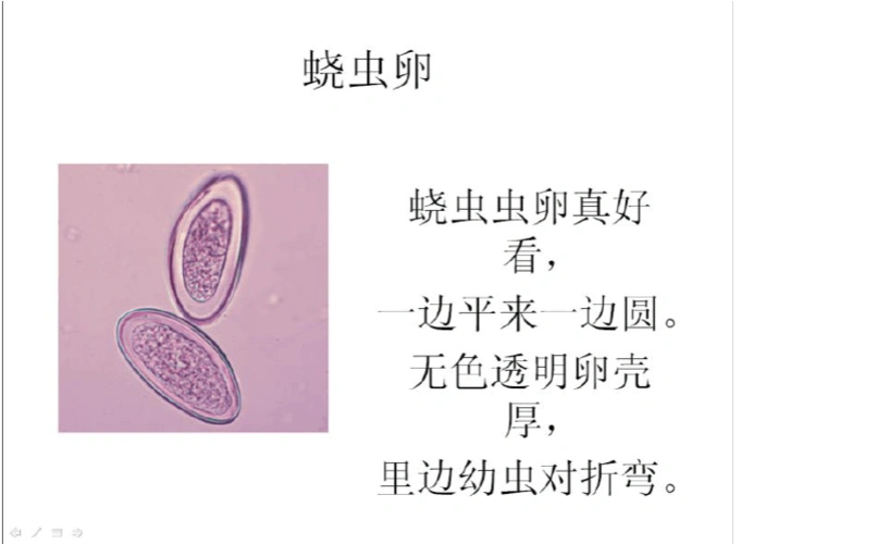 寄生虫虫卵鉴别,重点总结