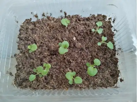 矮牵牛花:春季播种提高发芽率的小技巧——花园传说_种子_土壤_养护