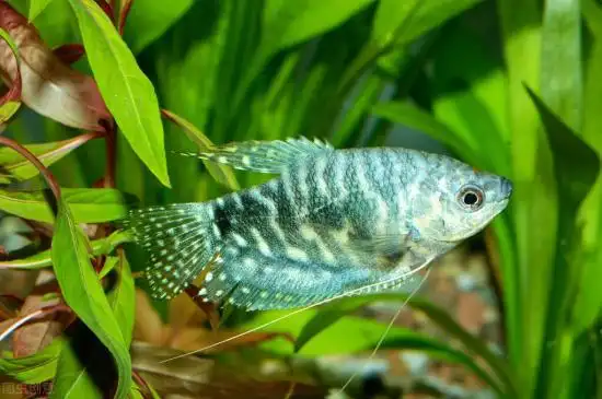 十大养不死的冷水鱼(生命力最强养不死的观赏鱼)