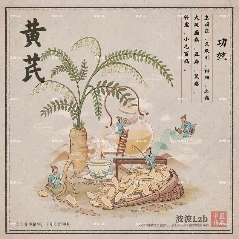 黄芪-传统中药插画系列05.插画师:波波lzb  传统中医药 - 抖音