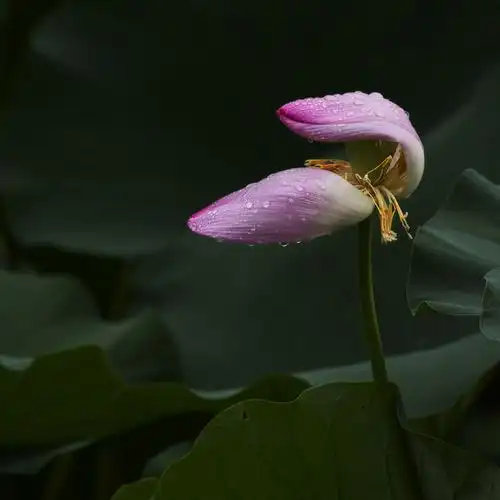晓莲说: 颐和园——雨荷(颐和园专辑40集)