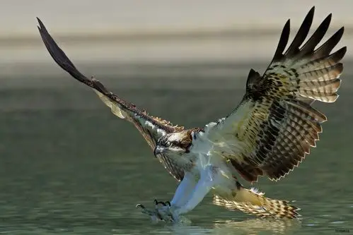 [猛禽] 鱼鹰--~捕获猎物一瞬间