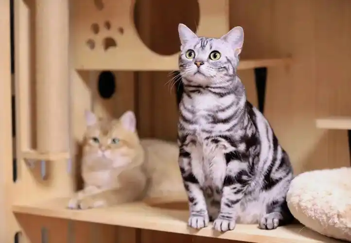 美国短毛猫coco回访