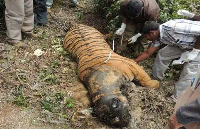 母老虎河边喝水被毒蛇咬中身亡,肚中四只小老虎也难逃厄运