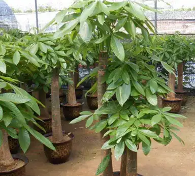 把"发财树"养在客厅,若你没有注意这3点,难怪很难把它给养活