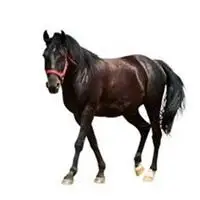 微信骏马精美头像图片大全【点击鼠标右键下载】