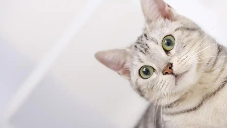 1920x1080 壁纸下载 - 高清可爱小猫咪壁纸 - 动物壁纸 - v3壁纸站