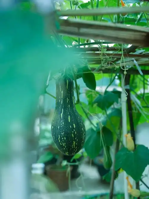 天台菜园快丰收啦幸福感满满