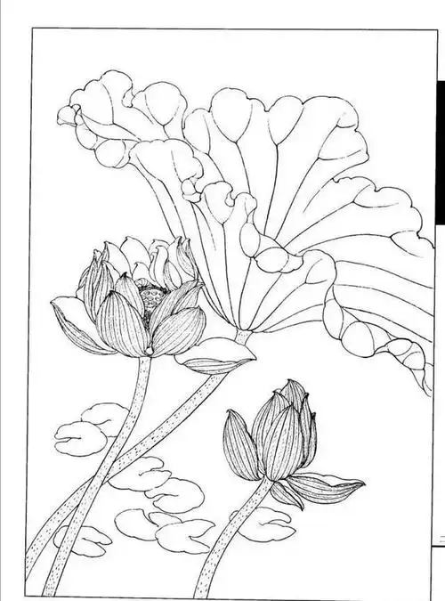 书画鉴赏丨工笔画白描线描荷花