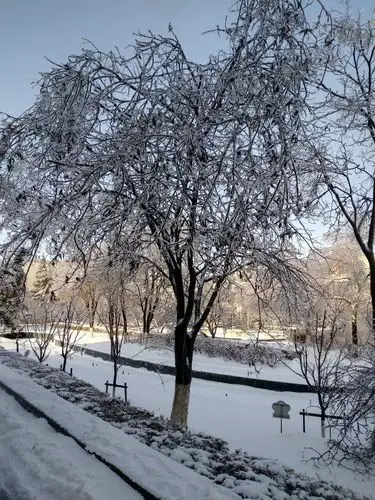 冬天的第一场雪 写美篇  2020年11月18日长春下啦一天雨,晚上开始下雪