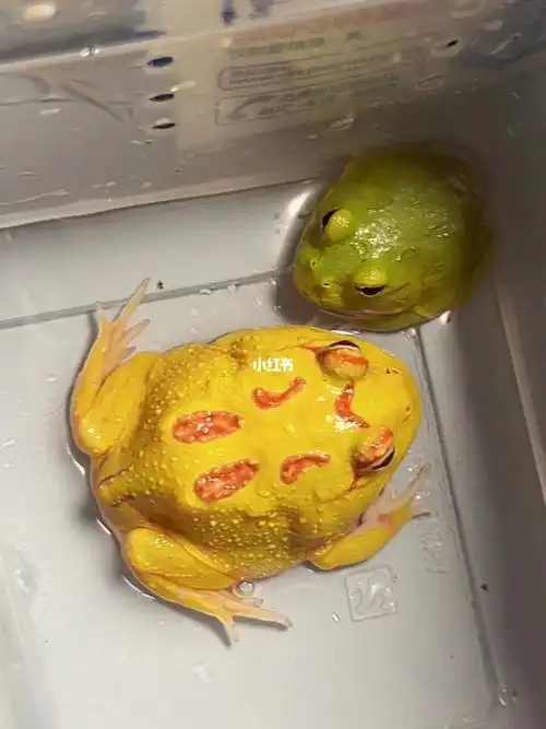 角蛙  #角花蟾  #抹茶  #抹茶角蛙  #皮卡丘  #皮卡丘角蛙  #可爱萌