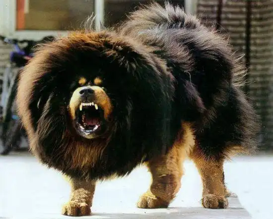 草食类  猛兽类  灵长类  大熊猫  宠物类  其它探秘"东方神犬"藏獒