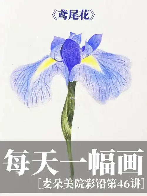 彩铅花卉超美的彩铅鸢尾花视频教程来啦