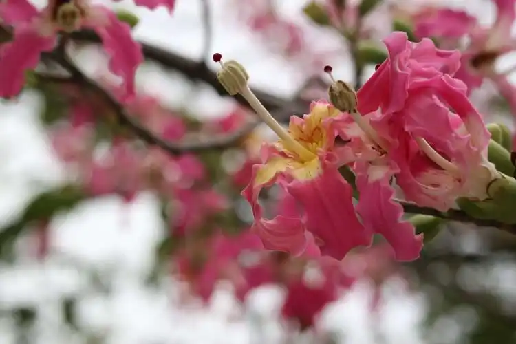 又见艳丽的丝木棉(大沙头)